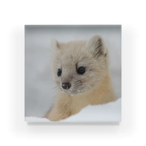 【心とカラダの栄養】サロベツのエゾクロテン Acrylic Block