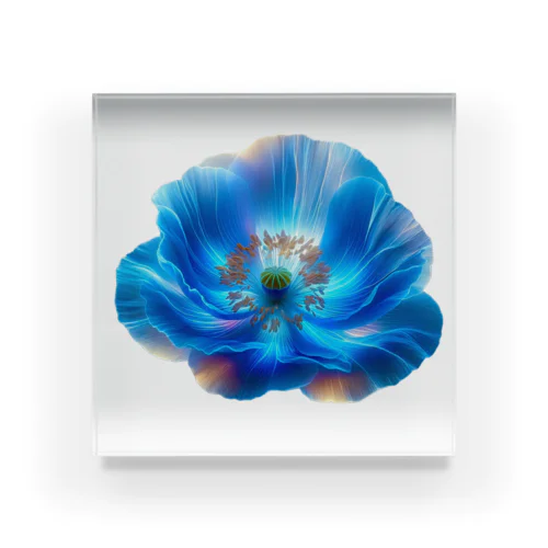 青いケシ。ヒマラヤに咲く幻の花。 Acrylic Block