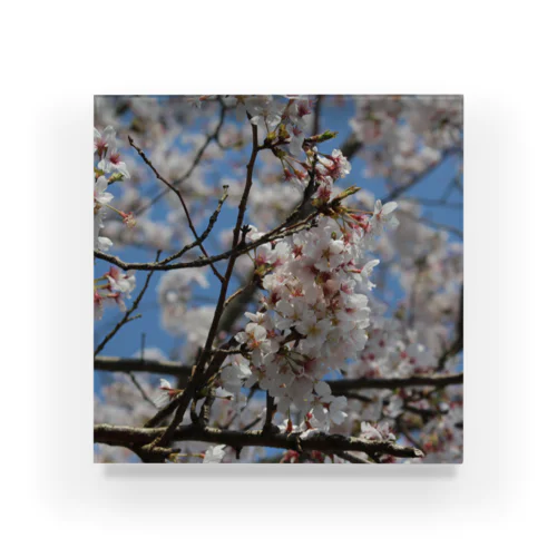桜ーSAKURAー Acrylic Block