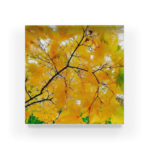 秋の紅葉 Acrylic Block
