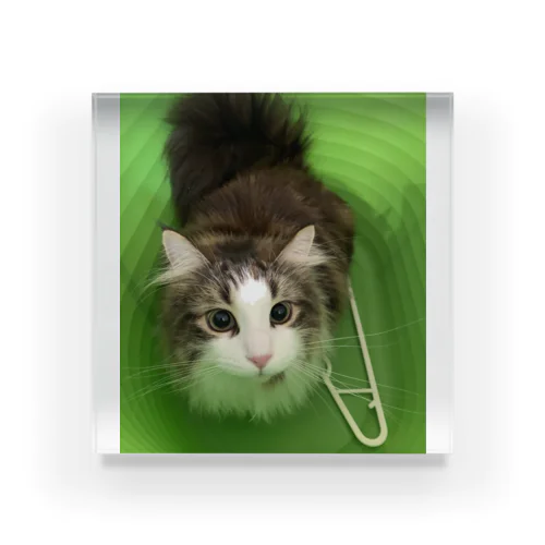 ロイ Acrylic Block