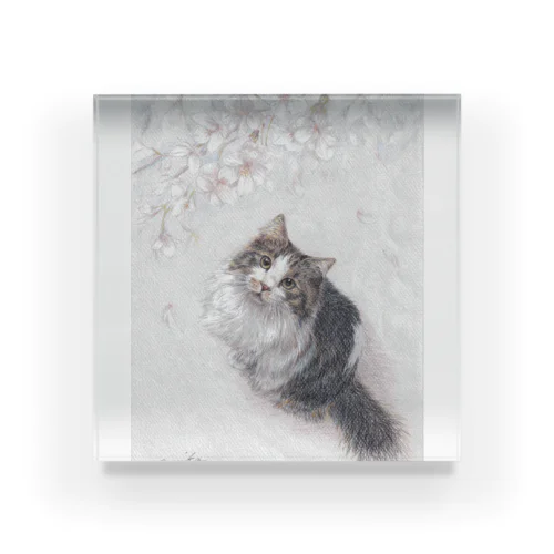 桜の下のそら Acrylic Block