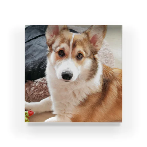 すましたコーギー犬ロック Acrylic Block
