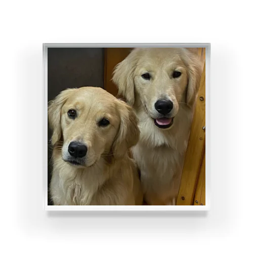 Golden Retriever Sarah&Taro3 Acrylic Block