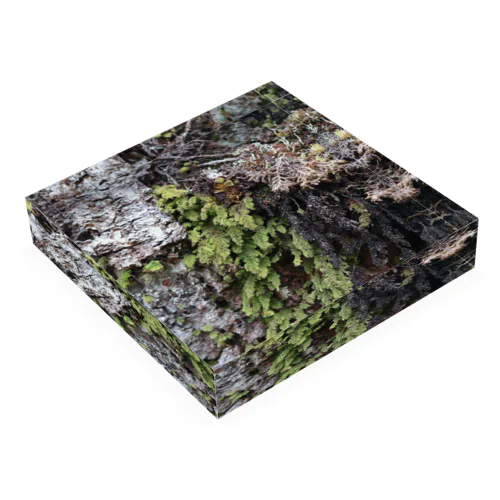 IN Situ_Hymenophyllum ooides Acrylic Block