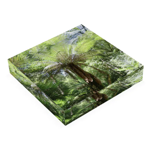 IN Situ_Dicksonia anterctica Acrylic Block