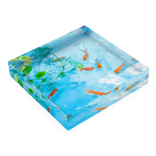金魚 Acrylic Block