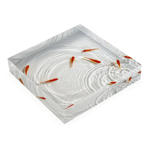 泳ぐ金魚2 Acrylic Block
