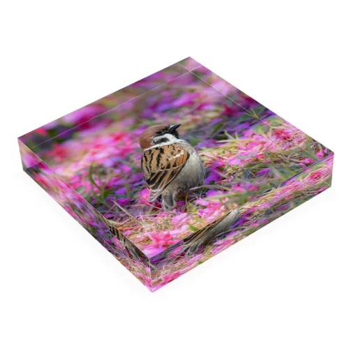 桜の絨毯 Acrylic Block