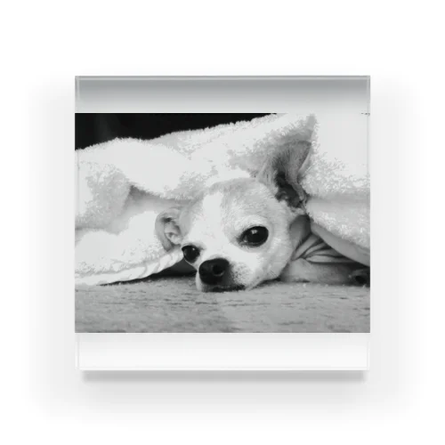 モノクロチワワ（アンニュイ1） Acrylic Block