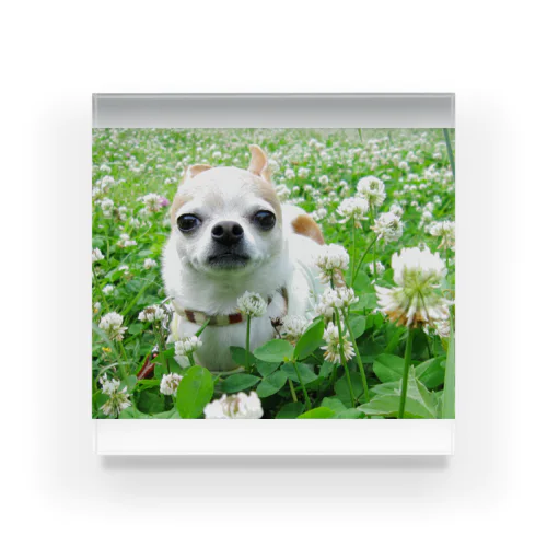 カラフルチワワ（クローバー） Acrylic Block