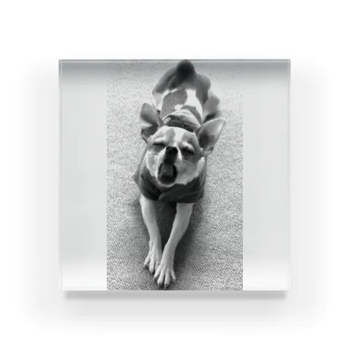 モノクロチワワ（あくび） Acrylic Block