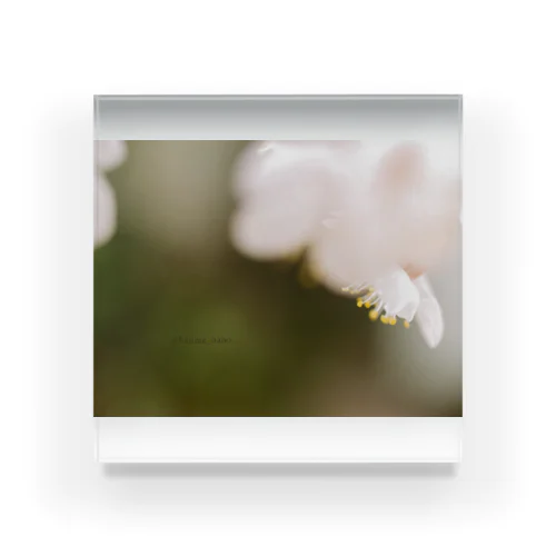 梅の香り Acrylic Block