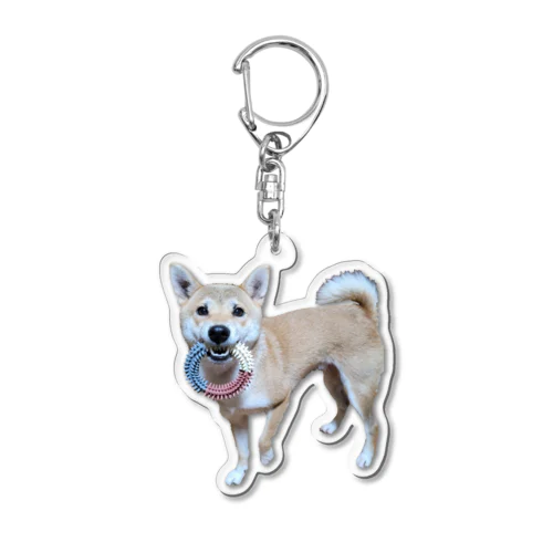 一緒にあそぼ？柴犬 Acrylic Key Chain