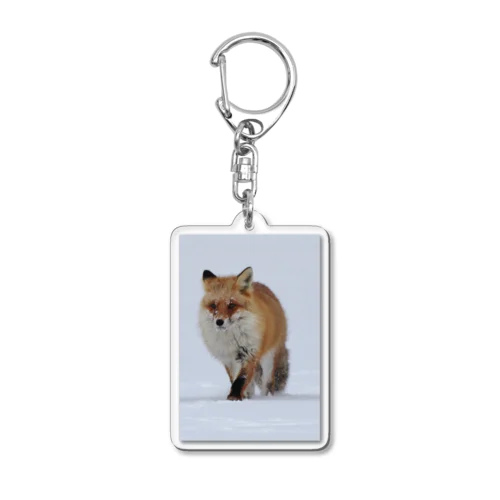【#北海道の可愛い動物】サロベツのキタキツネ Acrylic Key Chain