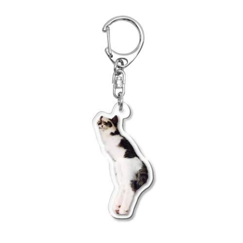 まぶしいポーズでお休み中のパル～南の島のにゃんこ～ Acrylic Key Chain