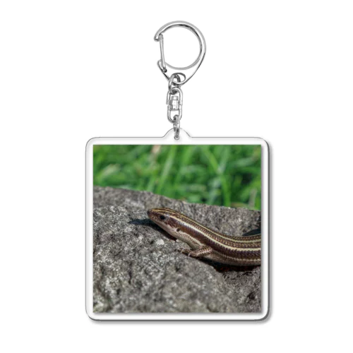 ヒガシニホントカゲ Acrylic Key Chain