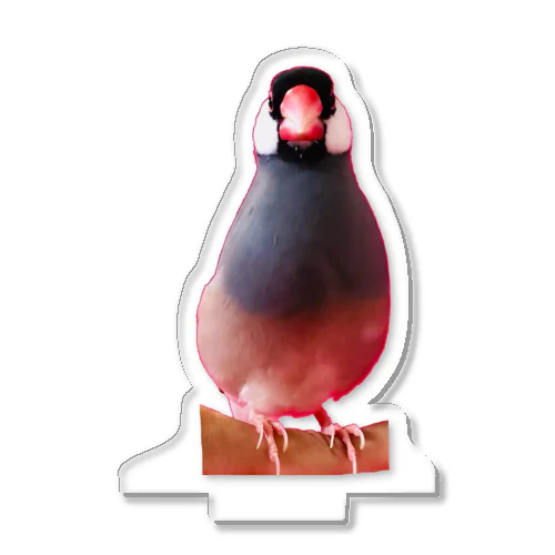 ど正面文鳥（ピンク） Acrylic Stand