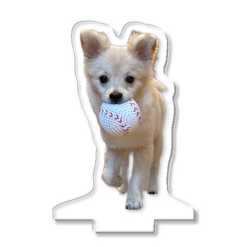 ポメチワのウェル Acrylic Stand