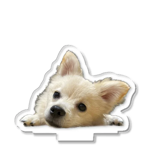 ポメチワのウェル Acrylic Stand