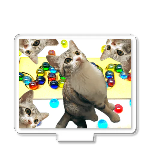 Marble Run Cats Acrylic Stand