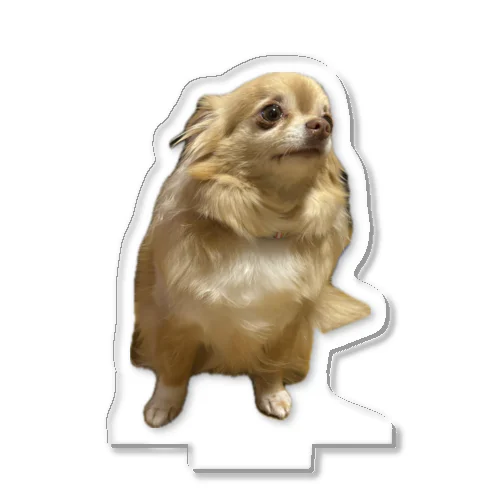 遠くをみるチワワ Acrylic Stand