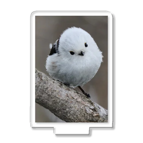 【サロベツのシマエナガ】 Acrylic Stand