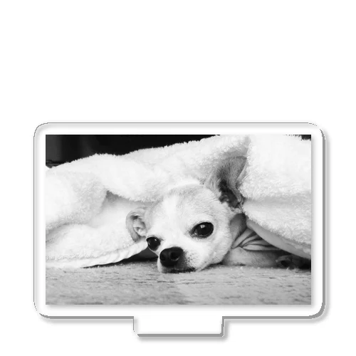 モノクロチワワ（アンニュイ1） Acrylic Stand