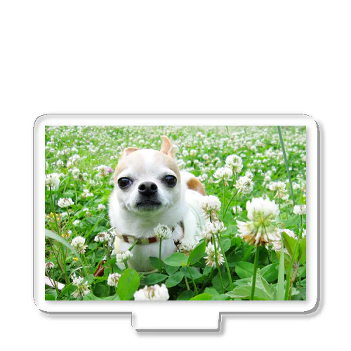 カラフルチワワ（クローバー） Acrylic Stand