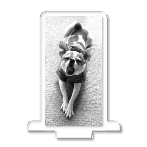 モノクロチワワ（あくび） Acrylic Stand