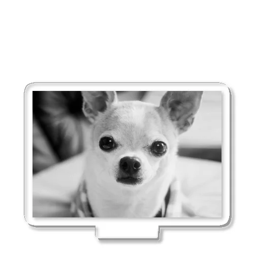 モノクロチワワ（おすまし） Acrylic Stand