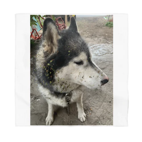 ひっつき草とチョビ Bandana