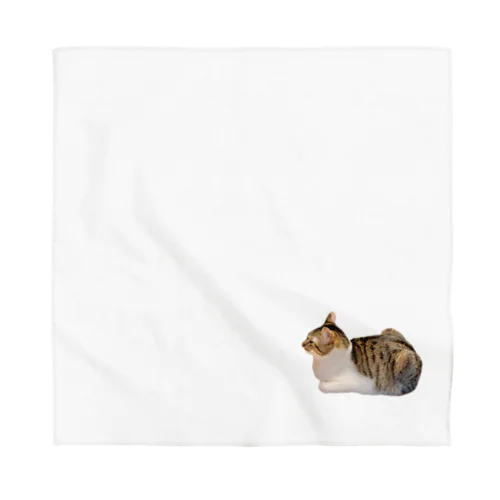 猫のさん君 Bandana