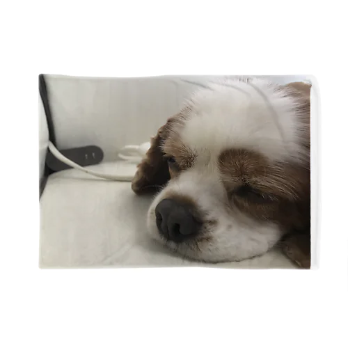 ハチ Blanket