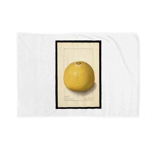 Aegle marmelos  Blanket