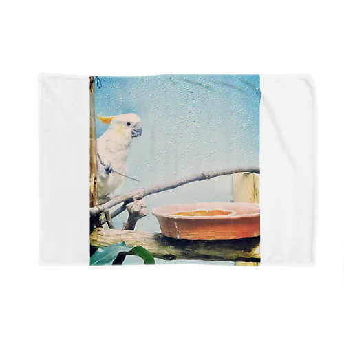 zoo Blanket