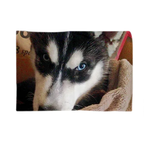 シベリアンハスキー Blanket