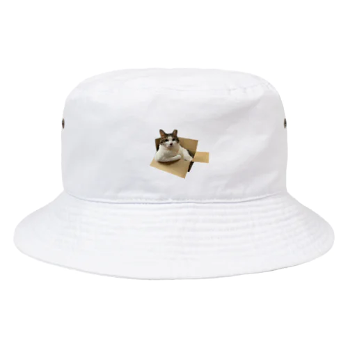 ムキムキ猫ちゃん Bucket Hat
