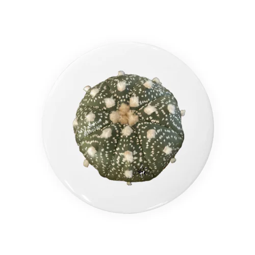 サボテンさん兜丸 Tin Badge