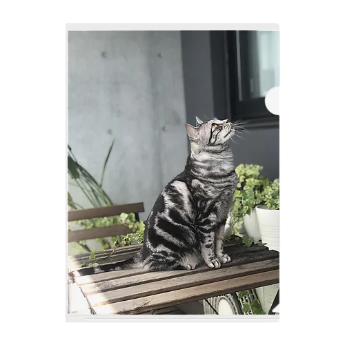 miwaにゃん Clear File Folder