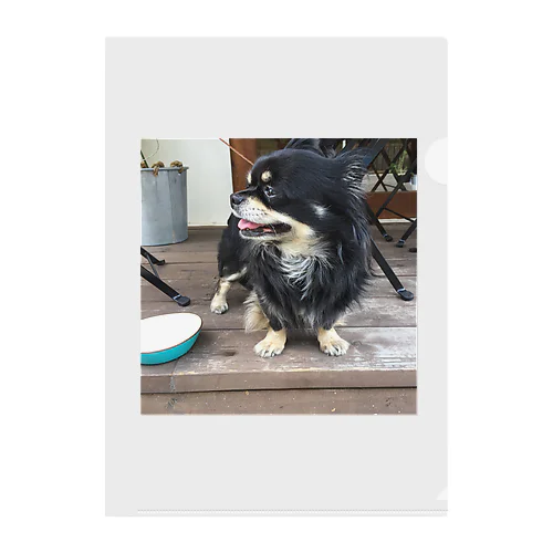 チワワの実夕ちゃん Clear File Folder