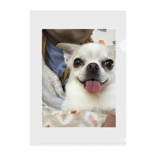 保護犬のみるたん Clear File Folder