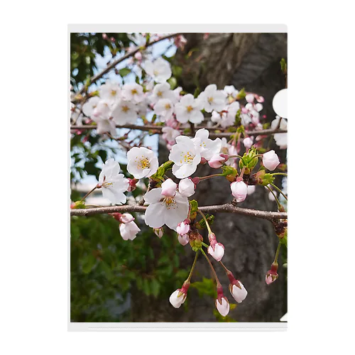 桜 Clear File Folder