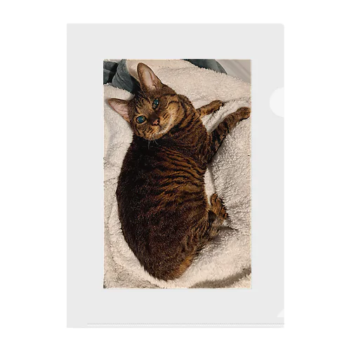 さくちゃんだよ Clear File Folder