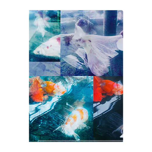 近所の金魚のストリートスナップ Clear File Folder