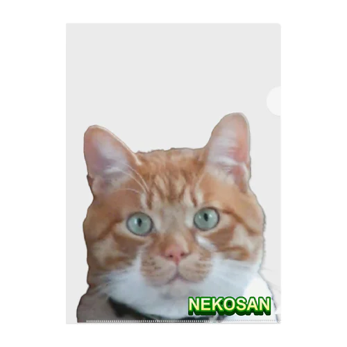 ひょっこり猫さんCOL. Clear File Folder