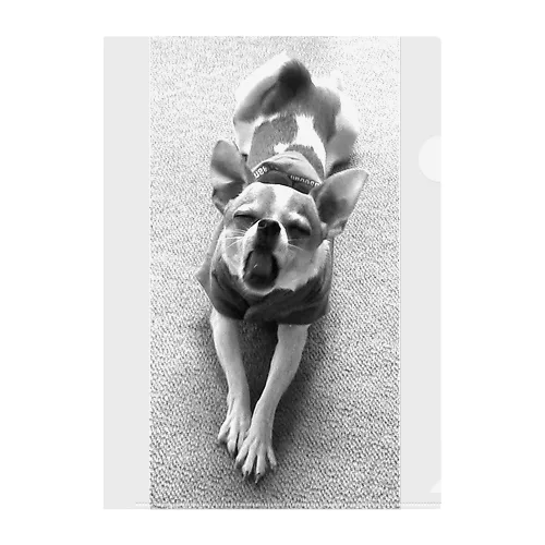 モノクロチワワ（あくび） Clear File Folder