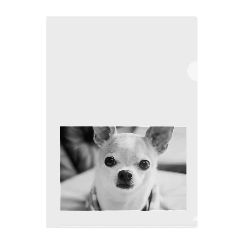 モノクロチワワ（おすまし） Clear File Folder