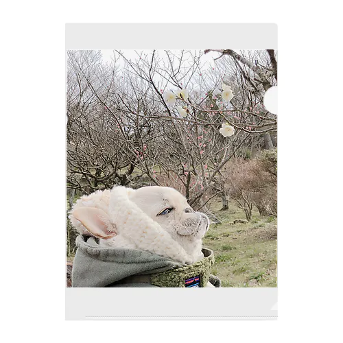 ミランダと小さな春 Clear File Folder