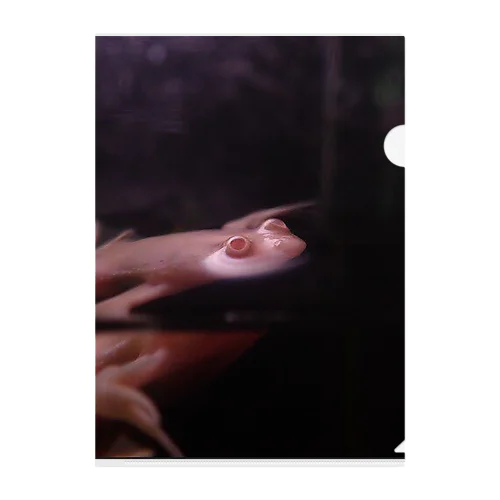 アフリカツメガエル Clear File Folder